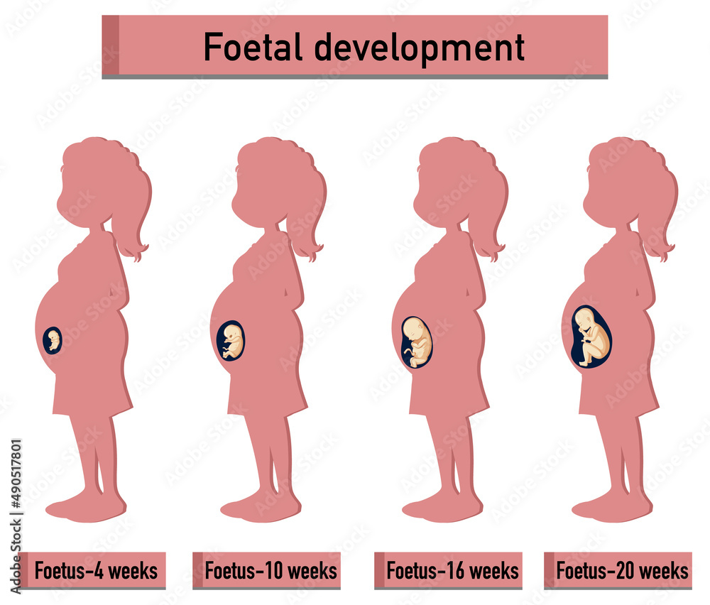 Human embryonic development in human infographic Human embryonic development in human infographic