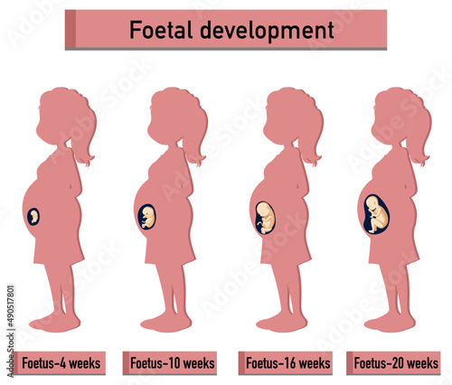 Human embryonic development in human infographic