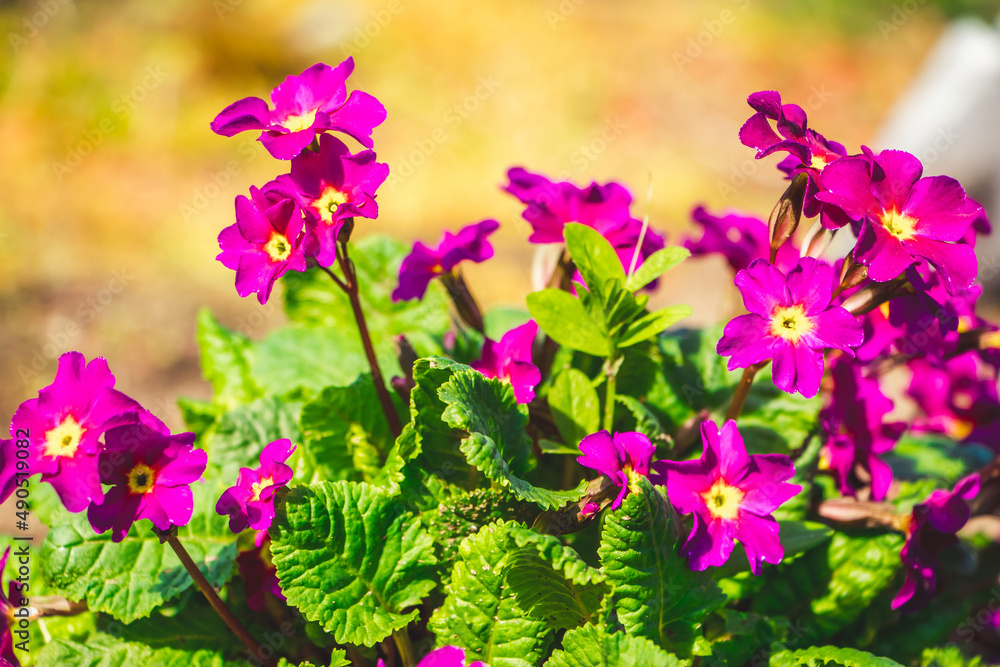 Obraz premium Purple primrose flowers close up. First plants in spring sunshine. Gardening and cultivation.