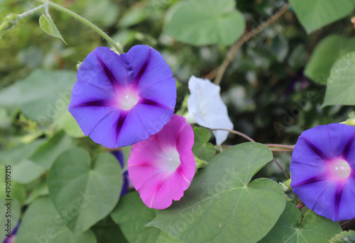 Closeup morning glory flower in a garden. Ipomoea purpurea, the common morning-glory, tall morning-glory, or purple morning glory. The flowers predominantly blue to purple or white.