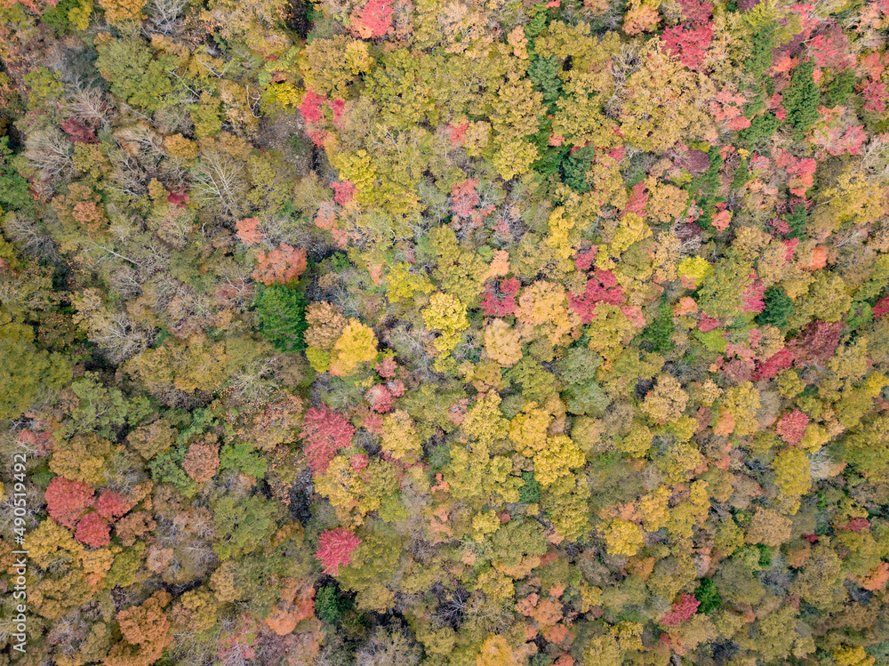Autumn forest from the sky Autumn forest from the sky