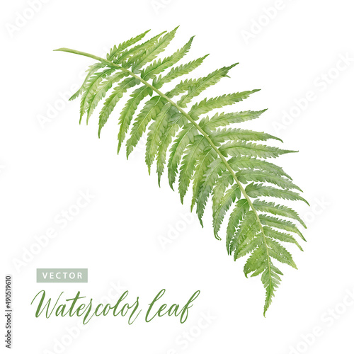 Digital watercolor painting Tree Fern Leaves