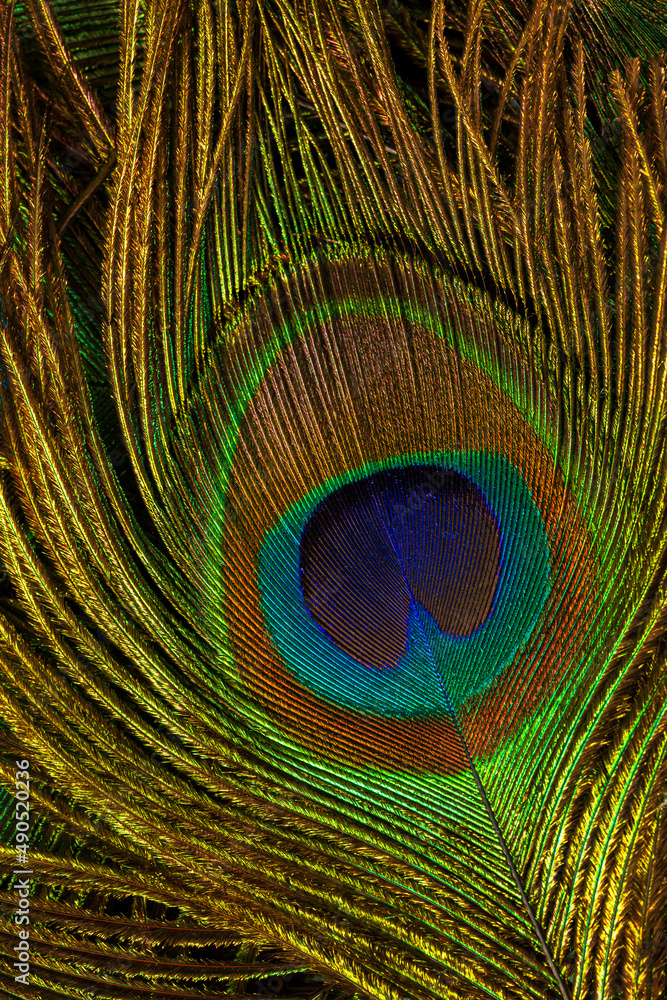 Obraz premium macro peacock feathersPeacock feathers closeup