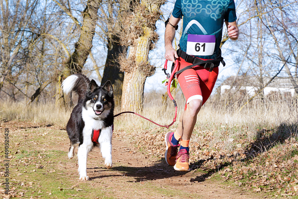 Dog and man taking part in a popular canicross race.