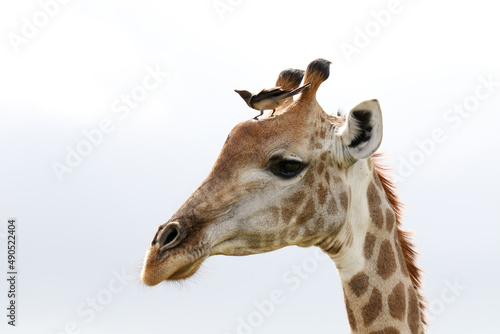 Kruger National Park, South Africa: portrait of a giraffe