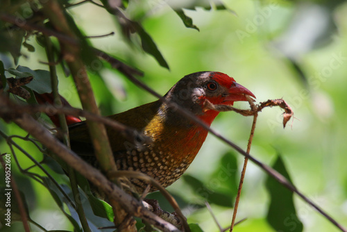 Kruger National Park, South Africa: Green-winged pytilia photo