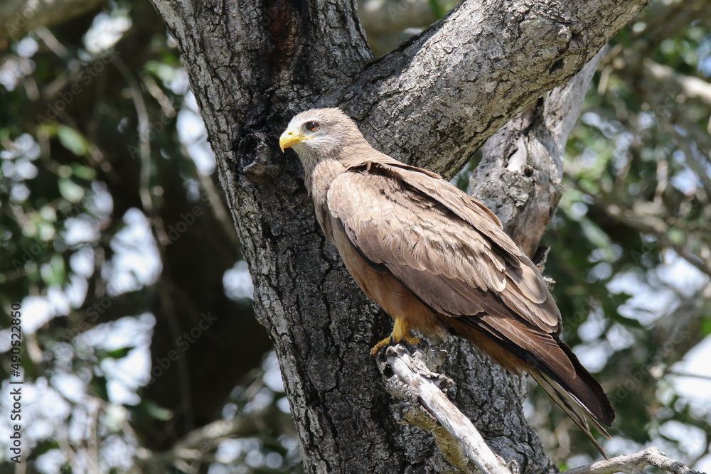 Kruger National Park, South Africa: Yellow-billed kite Kruger National Park, South Africa: Yellow-billed kite