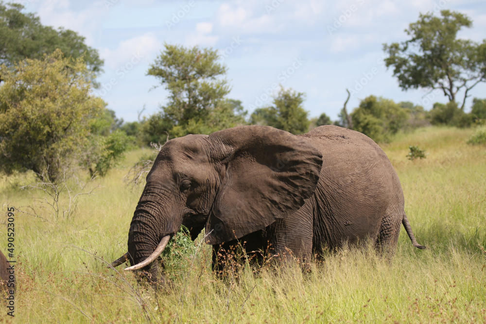 Kruger National Park, South Africa: Elephant grazing on summer growth Kruger National Park, South Africa: Elephant grazing on summer growth