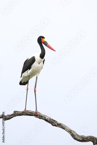 Kruger National Park, South Africa: Saddlebilled stork photo