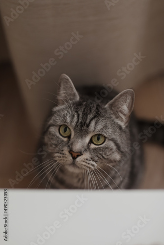 tabby scottish straight cat with funny looking. Cat Portrait. Cute cat indoor shooting.
