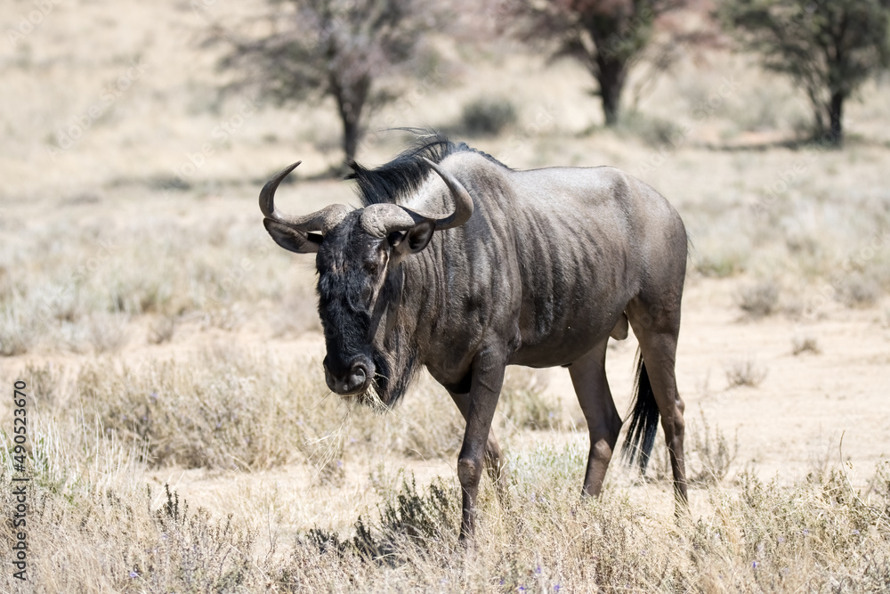Kgalagadi Transfrontier National Park, South Africa: Blue wildebeest