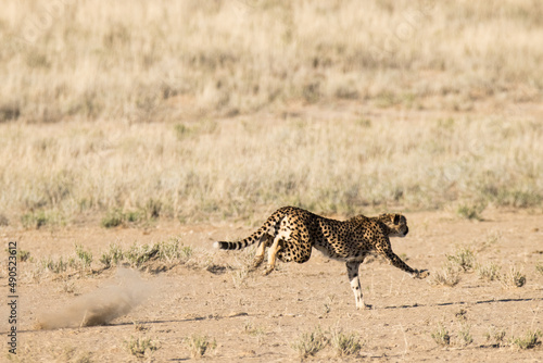 Kgalagadi Transfrontier National Park  South Africa  Cheetah hunting