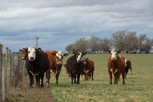 Cattle in Argentine countryside , La Pampa, Argentina.