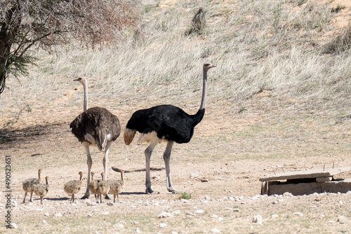  Ostrich Kgalagadi Park: South Africa