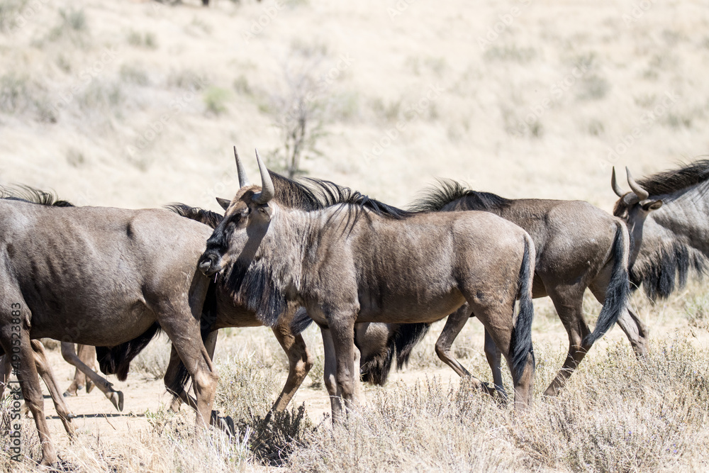 Fototapeta premium Kgalagadi Transfrontier National Park, South Africa: Blue wildebeest