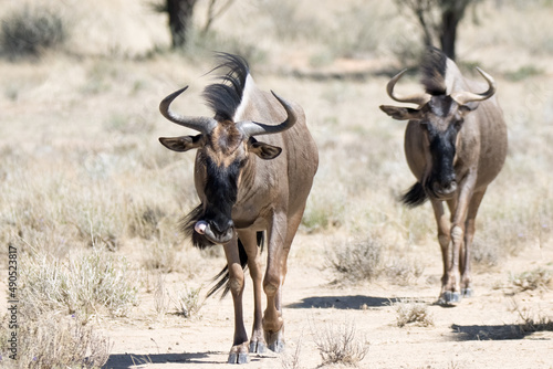Fototapeta Naklejka Na Ścianę i Meble -  Kgalagadi Transfrontier National Park, South Africa: Blue wildebeest