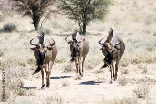 Kgalagadi Transfrontier National Park, South Africa: Blue wildebeest © Peter