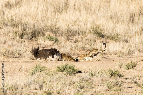 Kgalagadi Transfrontier National Park, South Africa: Cheetah hunting and killing an ostrich © Peter