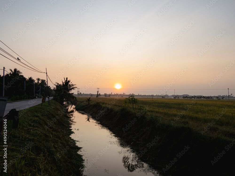 Paddy Field in the morning light during sunrise