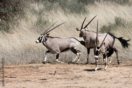 Kgalagadi Transfrontier National Park, South Africa: Gemsbok