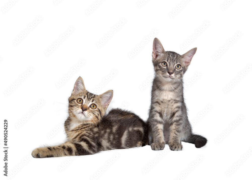 Two kitten isolated on a white background.