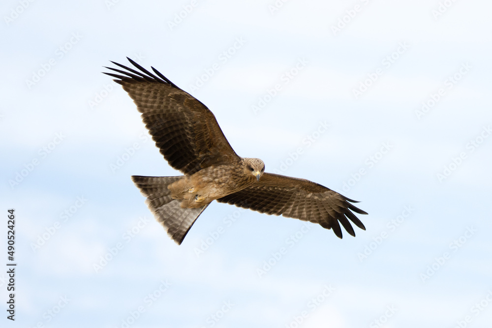 Kgalagadi Transfrontier National Park, South Africa: Black Kite Kgalagadi Transfrontier National Park, South Africa: Black Kite