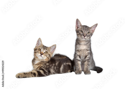 Two kitten isolated on a white background.