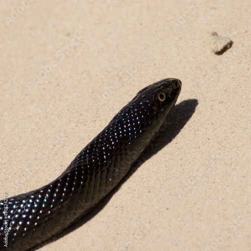 Fototapeta Naklejka Na Ścianę i Meble -  Kgalagadi Transfrontier National Park, South Africa: Mole snake