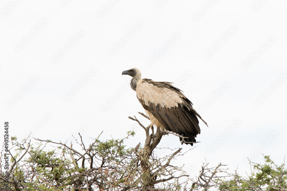 Obraz premium Kgalagadi Transfrontier National Park, South Africa: White-backed vulture