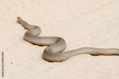 Kgalagadi Transfrontier National Park, South Africa: Molesnake