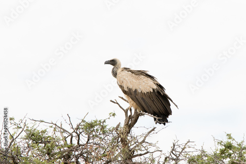 Kgalagadi Transfrontier National Park, South Africa: White-backed vulture photo
