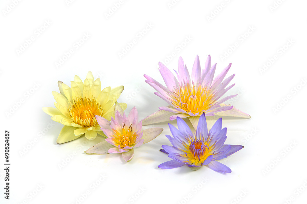 Close-up of beautiful water lily on white background