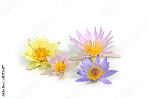 Close-up of beautiful water lily on white background