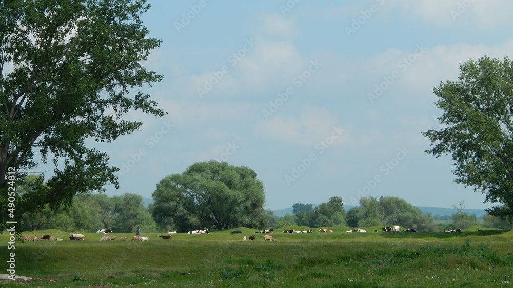 Field with Farmer and Cows