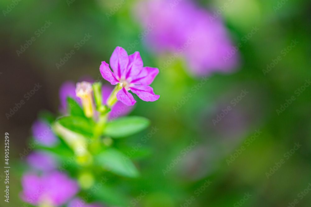MACRO VIEW OF beautiful purple Cuphea hyssopifolia flower MACRO VIEW OF beautiful purple Cuphea hyssopifolia flower