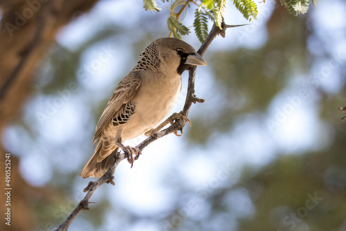 Kgalagadi Transfrontier National Park, South Africa:  Sociable weaver bird photo