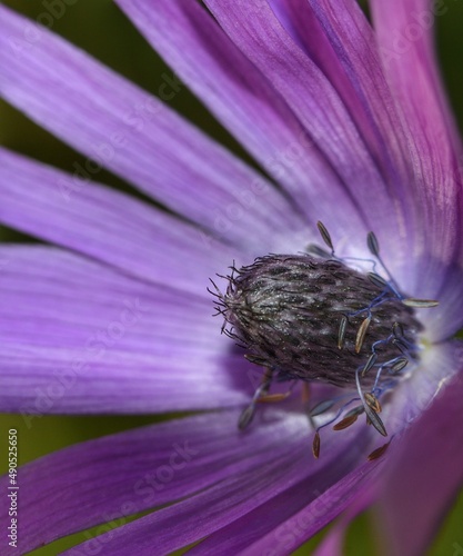 stamen of wildflower detail