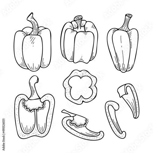 Set of sweet peppers line art. Harvest ripe vegetables from the garden. Doodle drawing of herbal products. Sliced bell pepper. Hand drawn vector outline illustration.