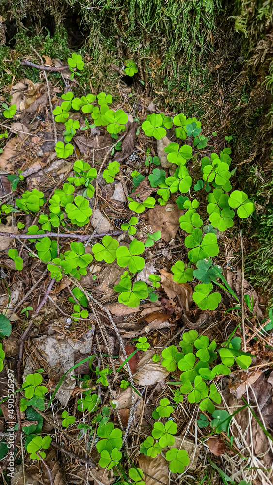 A field of wild shamrocks in nature. Looking for rare four-leaf clover in the forest. Symbol of Ireland and luck. Leaf found in the Grazer Bergland in Styria in Austrian Alps. Wanderlust. Finding