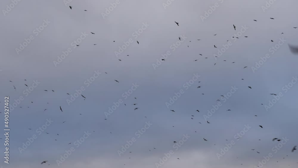 Huge Flock of Bird Flying in Air Background of Sky and Clouds. Large Turbulent Flock of Birds Flying in Sky, Swarm of Starlings in Dynamic Formation. Chaotic Movement of Birds in Strong Wind. Huge Flock of Bird Flying in Air Background of Sky and Clouds. Large Turbulent Flock of Birds Flying in Sky, Swarm of Starlings in Dynamic Formation. Chaotic Movement of Birds in Strong Wind.