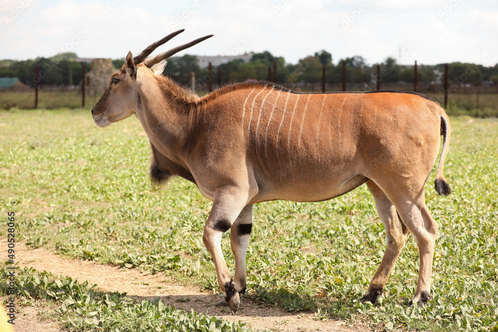 Eland (Tragelaphus oryx) in wildlife sanctuary Eland (Tragelaphus oryx) in wildlife sanctuary