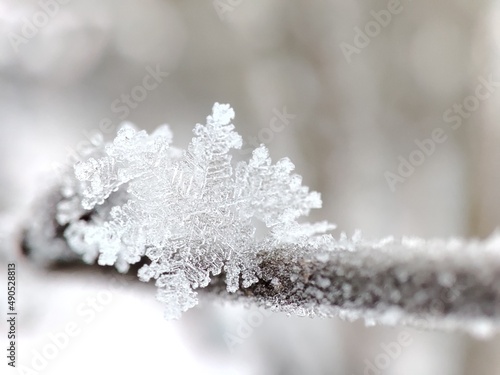 White crystal fluffy snowflake in winter on a branch of a tree closeup 