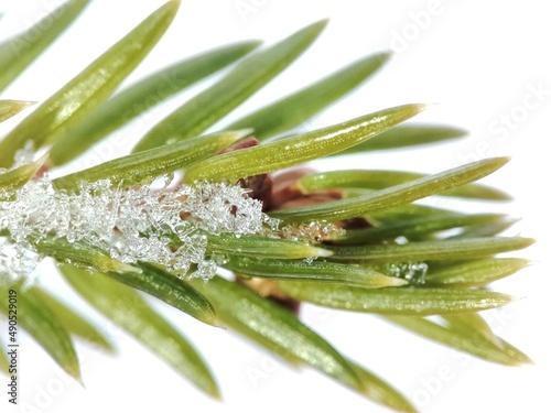 Vivid green spruce branch with snow crystals on it close-up.