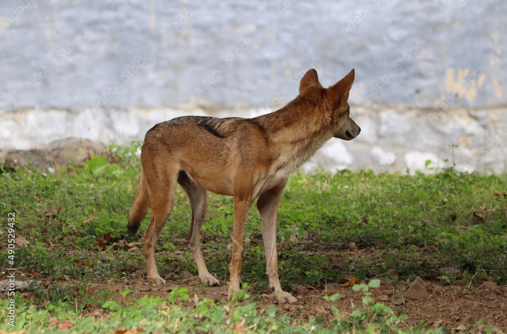 foxes (Jackal animal) stand in the table. In the blurred background foxes (Jackal animal) stand in the table. In the blurred background