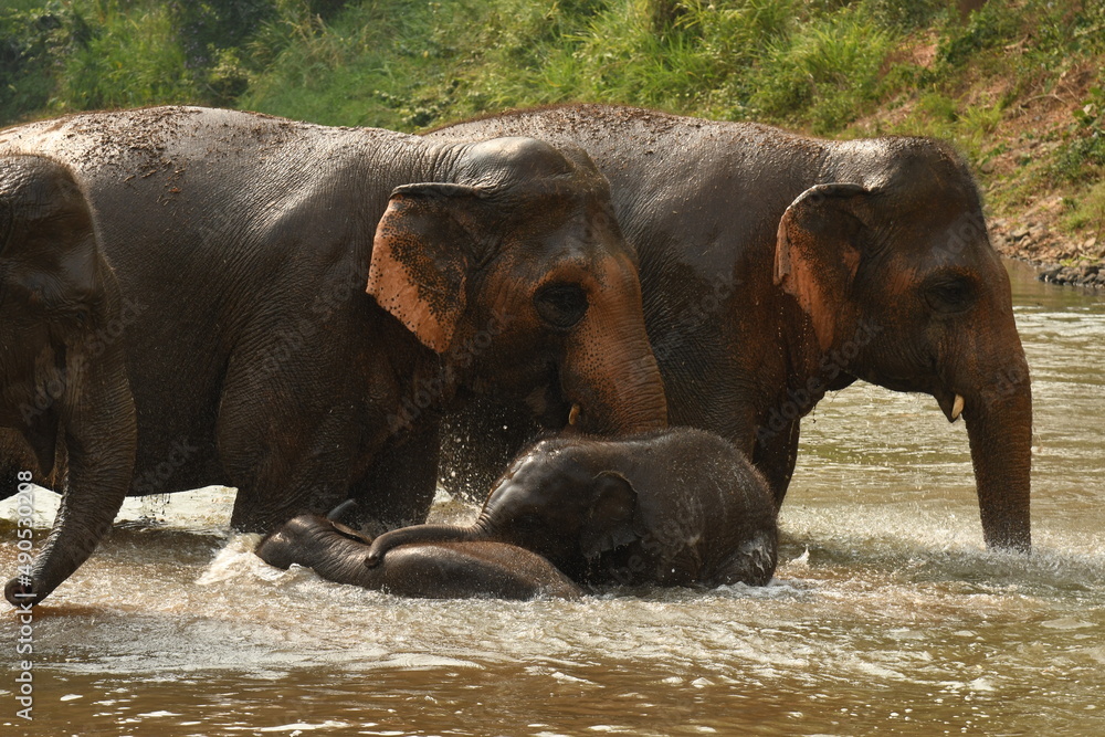Asia Elephant in Thailand.