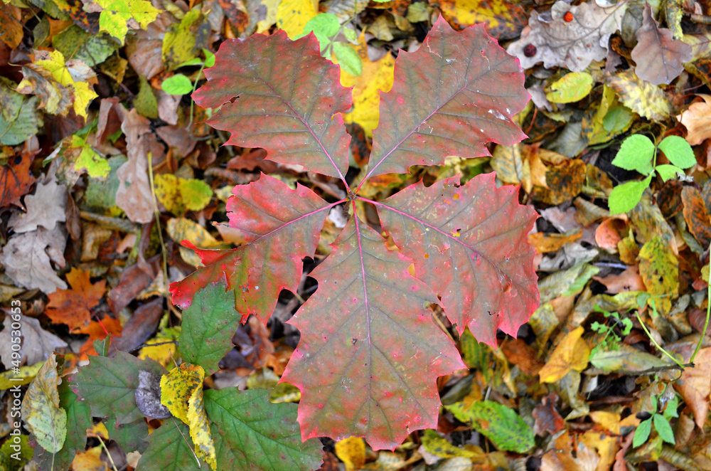 Yellow oak leaves close-up with veins, small oak tree, beautiful autumn background, fallen leaves Yellow oak leaves close-up with veins, small oak tree, beautiful autumn background, fallen leaves