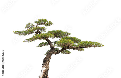 Pine trees on a white background