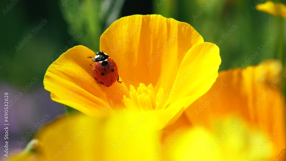 A ladybird covered in yellow pollen tries to climb out of a buttercup flower in a meadow. A ladybird covered in yellow pollen tries to climb out of a buttercup flower in a meadow.