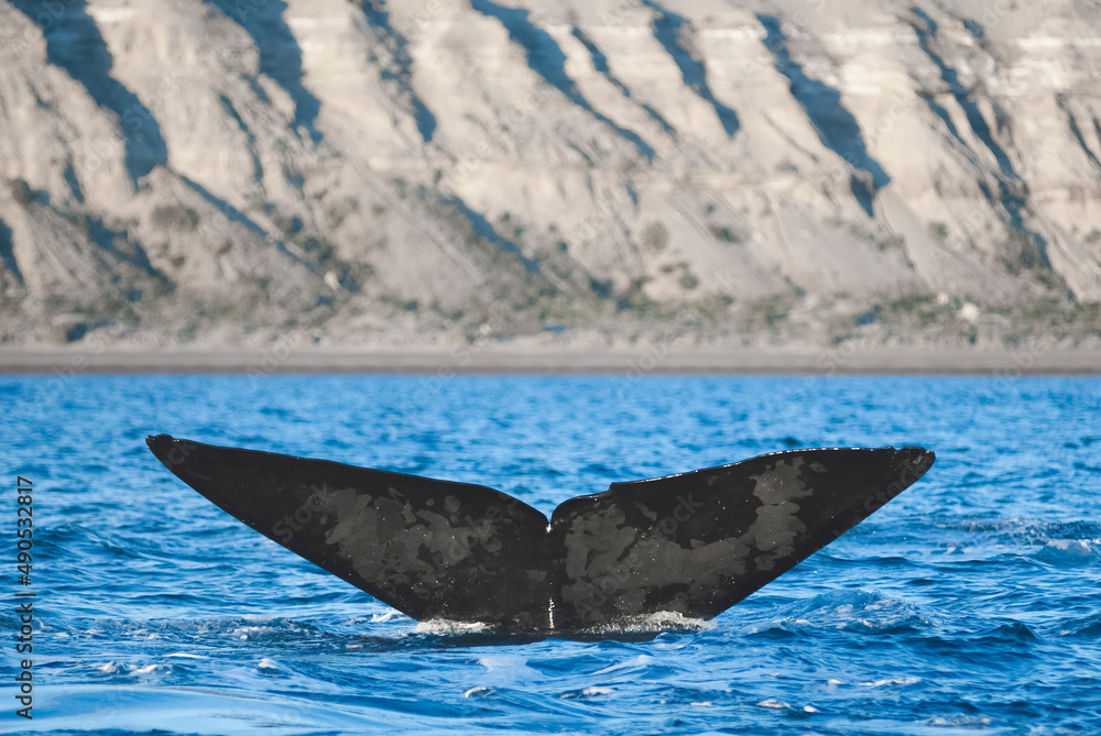 Fototapeta premium Sohutern right whale tail, endangered species, Patagonia,Argentina