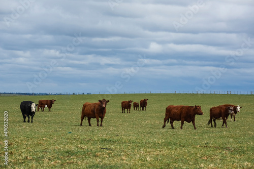 Cattle in pampas countryside, La Pampa, Argentina.